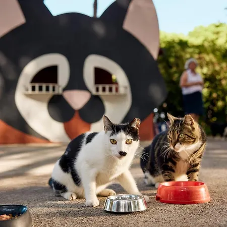 Robinson Nobilis 5* Белек